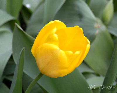 Collective 4-21_20160423_004_Early Tulips_Edited.jpg