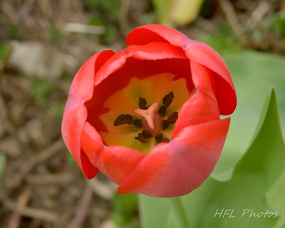 Collective 4-21_20160423_007_Early Tulips_Edited.jpg