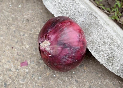 Purple Onion on Paving Stones (2 for 1)