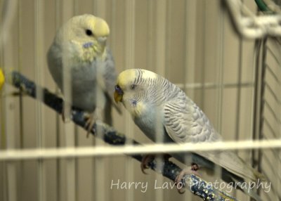 Parakeet Couple