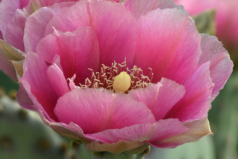 AZ - Beaver Tail Prickly Pear 2.jpg