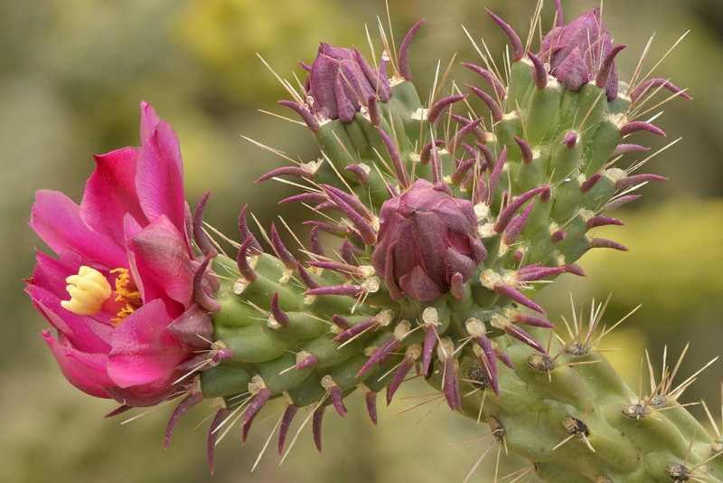 Staghorn Cholla 1.jpg