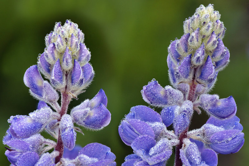 CO - Dumont Lake - Lupine Dew Drops 8.jpg