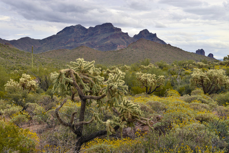 Organ Pipe NM BackLoop 1.jpg
