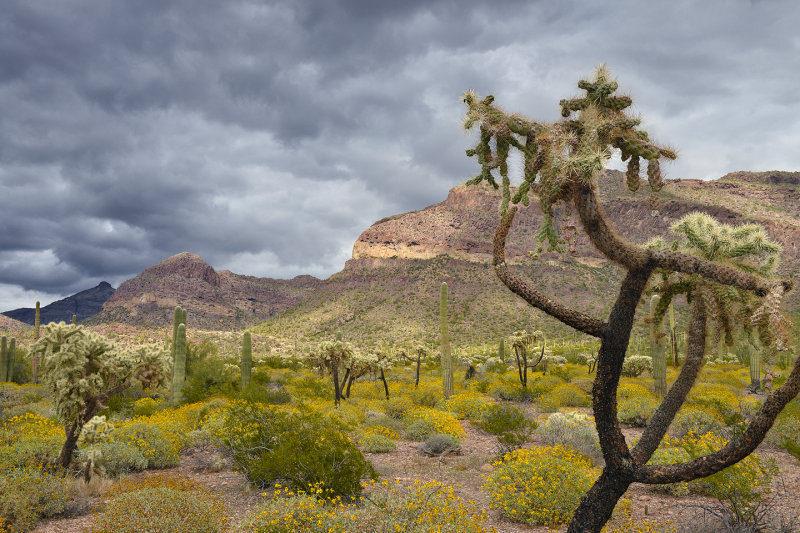 AZ - Organ Pipe NM Meadow 4