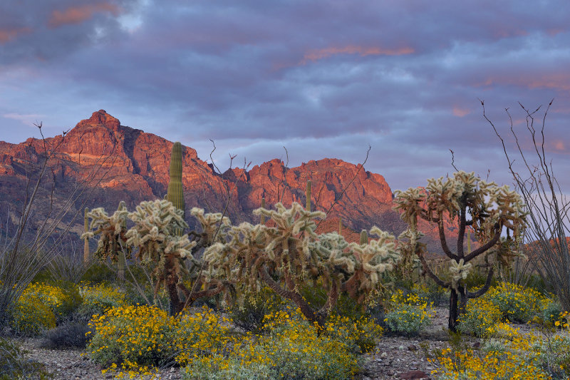 AZ - Organ Pipe NM Sunset 2