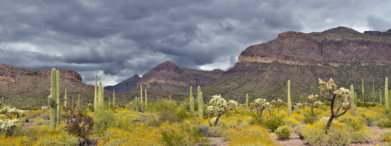 AZ - Organ Pipe Pano 1