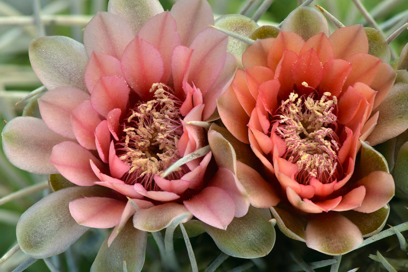 AZ - Gymnocalycium 2