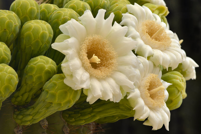 Saguaro Blossoms 9.jpg