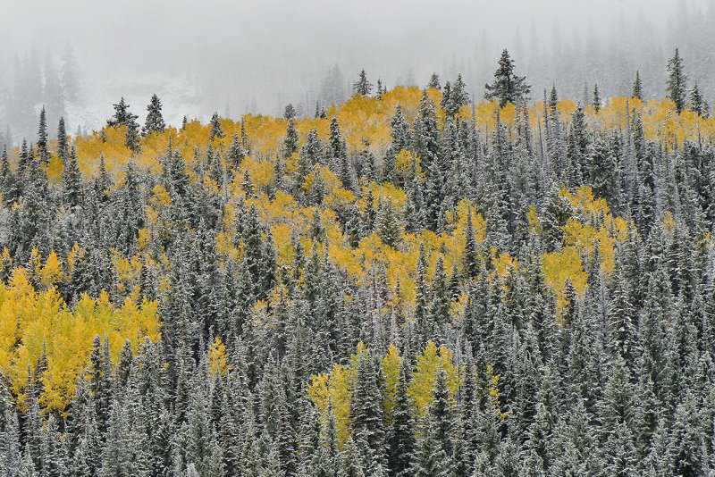 CO - Kebler Pass - Lost Lake 6