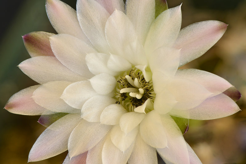 Gymnocalycium 2.jpg