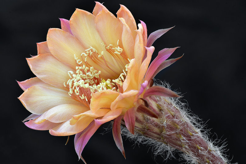 Peach Echinopsis 3.jpg