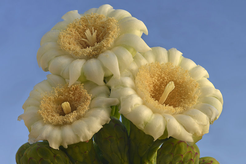 AZ - Saguaro Blossoms 3