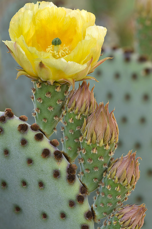 Prickly Pear 1.jpg
