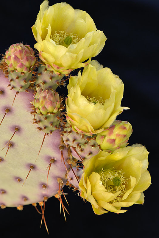 AZ - Santa Rita Prickly Pear 2