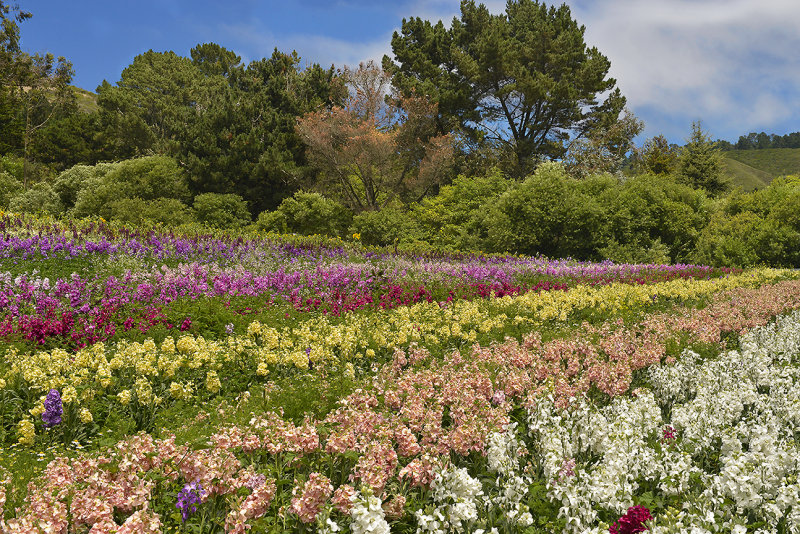 CA - Half Moon Bay - Flower Fields 1