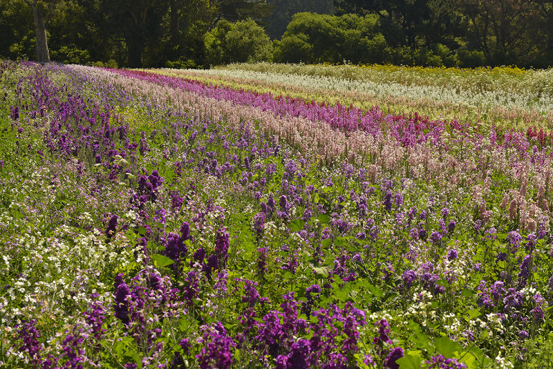 CA - Half Moon Bay - Flower Fields 2