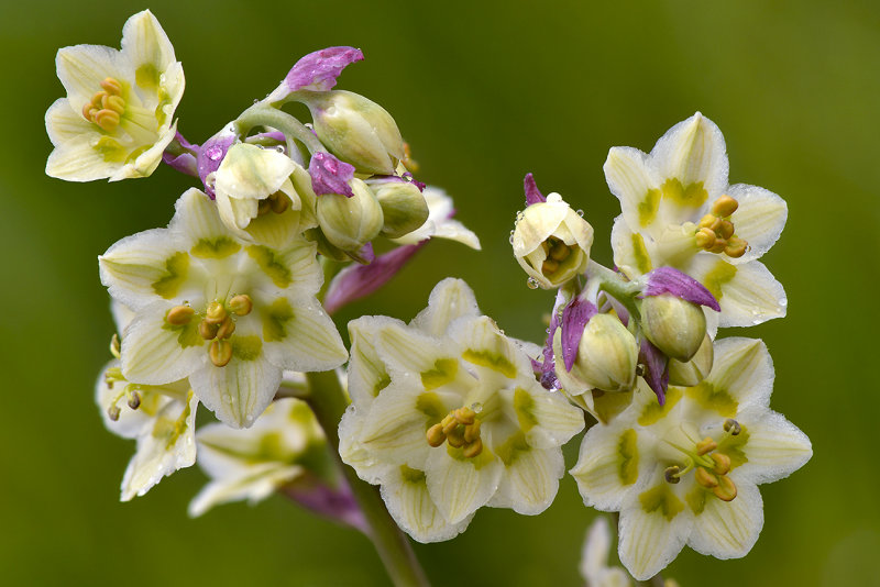 CO - American Basin - Death Camas 1