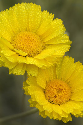 AZ - Desert Marigold 3.jpg