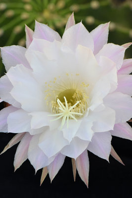 Echinopsis Easter Lilly Cactus 1.jpg