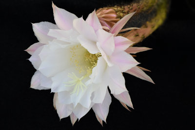 AZ - Echinopsis Easter Lilly Cactus 2.jpg