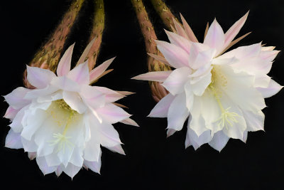 AZ - Echinopsis Easter Lilly Cactus 3.jpg