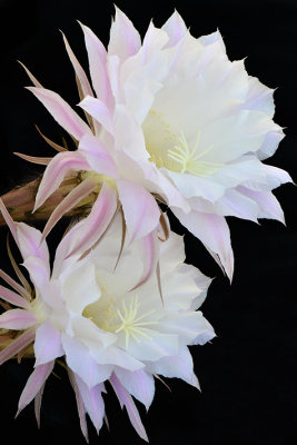 AZ - Echinopsis Easter Lilly Cactus 4.jpg