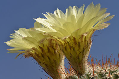 Noto Cactus.jpg