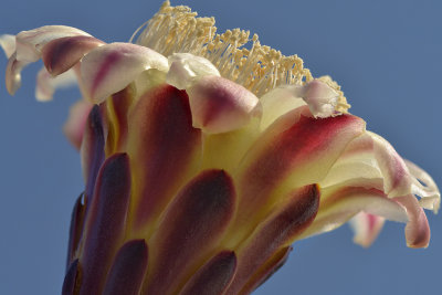 Organ Pipe Blossom 1.jpg