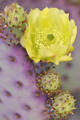 AZ - Prickly Pear Santa Rita 5.jpg
