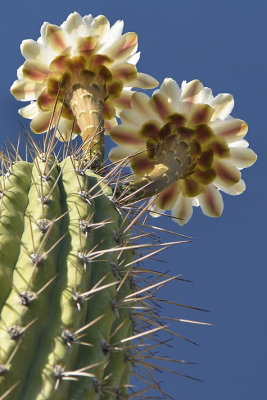 Toothpick Cactus.jpg