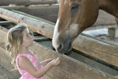 Elizabeth Feeds Horse 2.jpg