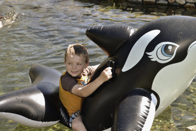 Ya Wanna See MY Killer Whale.jpg