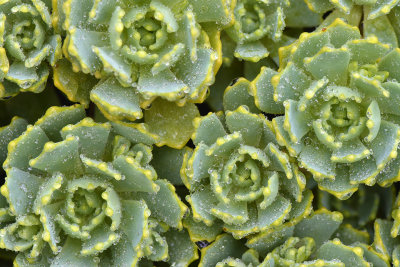 CO - Agave Rain Drops 1.jpg