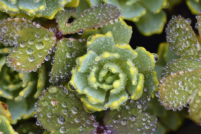 CO - Agave Rain Drops 2.jpg