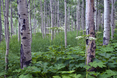 CO - Aspen Wildflowers 1.jpg
