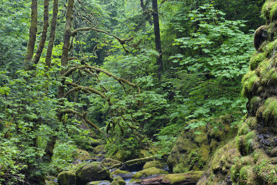 OR - Columbia River Gorge McCord Creek 2.jpg
