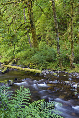 OR - Columbia River Gorge Tanner Creek 6.jpg