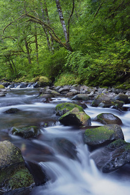 OR - Columbia River Gorge Tanner Creek 8.jpg