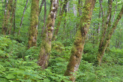 OR - Columbia River Gorge Trees 2.jpg