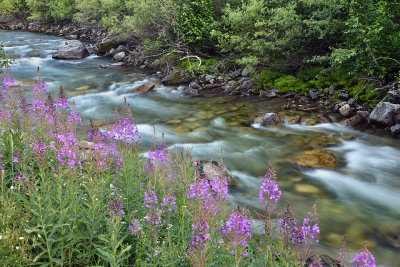 CO - Crystal River Wildflowers 1.jpg