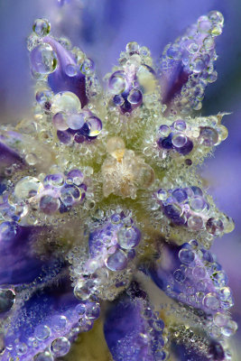 CO - Dumont Lake - Lupine Dew Drops 4.jpg
