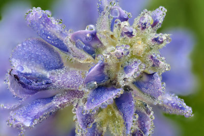 CO - Dumont Lake - Lupine Dew Drops 6.jpg