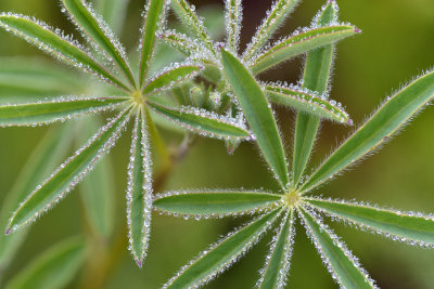 CO - Dumont Lake - Lupine Leaves.jpg