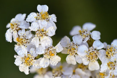 CO - Dumont Lake Popcorn Flowers.jpg