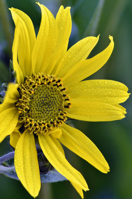 CO - Dumont Lake Sunflower.jpg