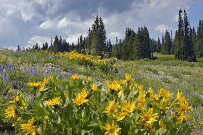 CO - Dumont Lake Wildflowers 4.jpg