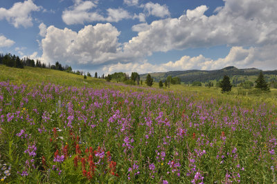 CO - Dumont Lake Wildflowers 5.jpg