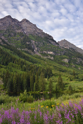 CO - Elk Mountains & Fireweed.jpg