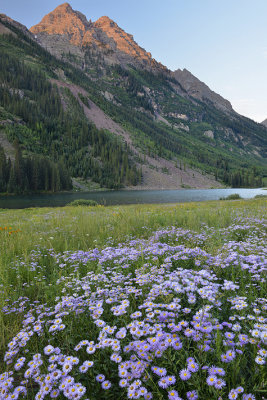 CO - Elk Mountains with Asters 1.jpg